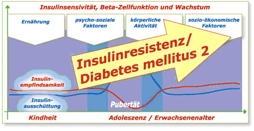 Insulinresistenz - Diabetes mellitus 2